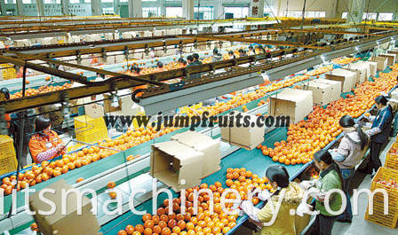 Industrial Citrus Peeler Machine Citrus Processing Line